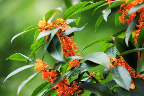 风信子：秋冬季的美丽使者