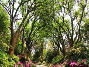 大风吹袭导致的偏冠问题