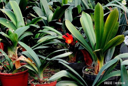 君子兰的坚韧与谦和之美，难道不是象征着君子之风的最高境界吗