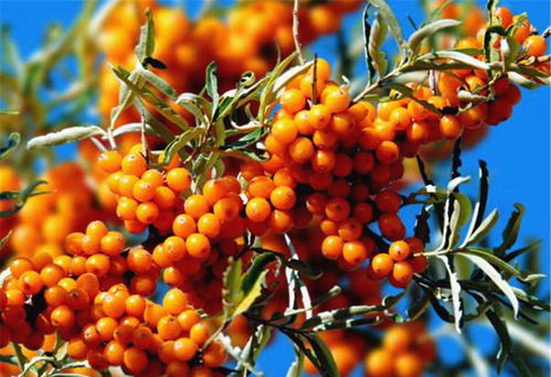 沙棘：对抗干旱， 我有三大法宝