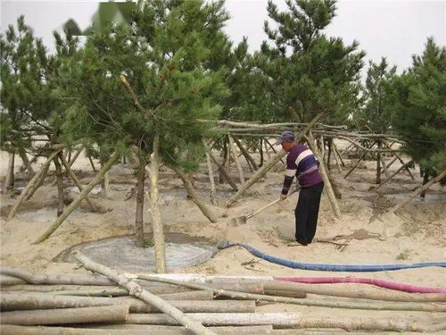 黄栌生桩夏天种植，如何提高成活率