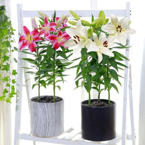 花瓣边缘，是不是有什么小秘密