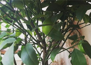 修剪，柠檬的瘦身操