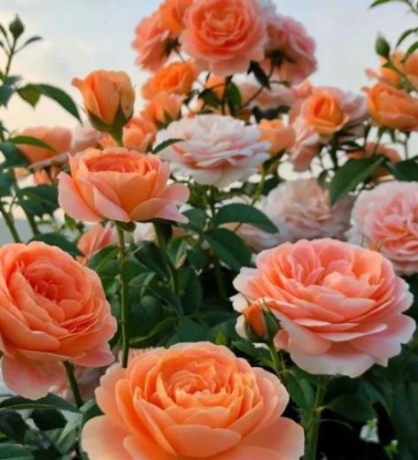 耐晒性较好，充足的阳光能使其花色更加艳丽。不耐雨淋，雨水容易导致花朵腐烂和黑斑病的发生。