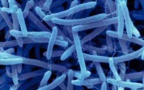 五、 枯草芽孢杆菌，植物的“医生”