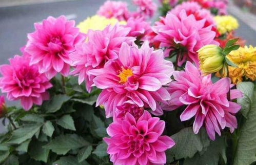 光照与水分， 大丽花的两大宝贝