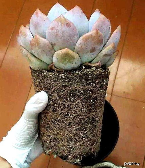 昙花生长缓慢，您觉得该给它换盆了吗