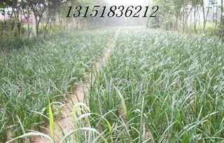 麦冬草与绿化麦冬草：它们之间的区别