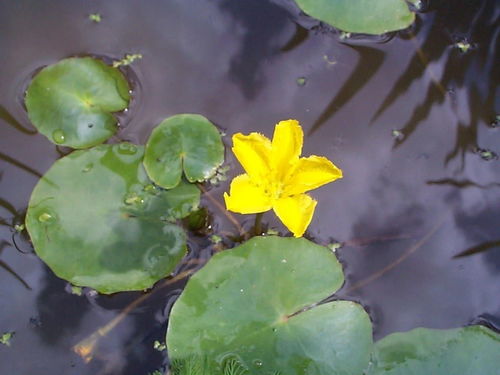 睡莲的优雅：kan起来简单， 实则也有讲究