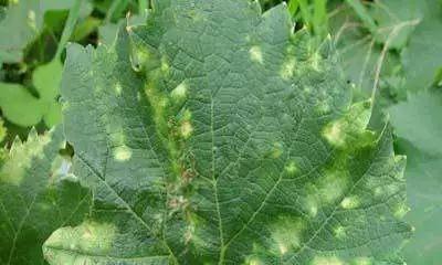 果树花叶病：农药的选择与使用