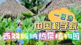 音乐与自然的和谐