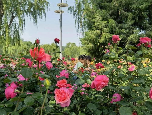 国内自育两个天花板级别的景观低维护月季品种