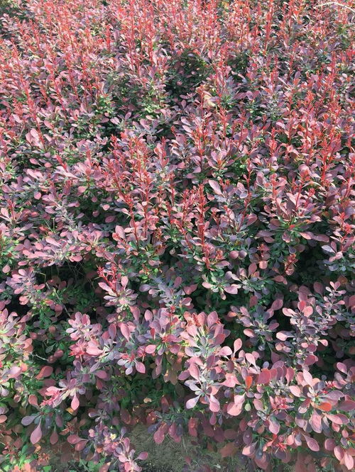 白玉兰的美丽传说