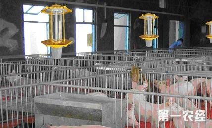 冬季养猪场高效采暖技术分析