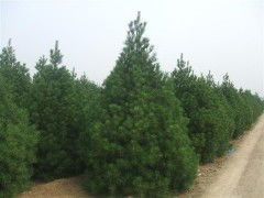 白皮松的观赏特性