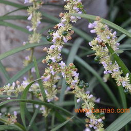 麦冬草的耐寒耐旱特性