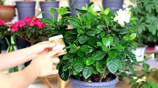 磷酸二氢钾大显身手