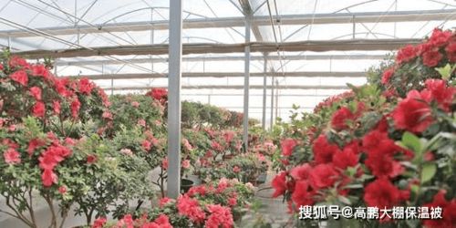 四、 牡丹——冻出来的国色