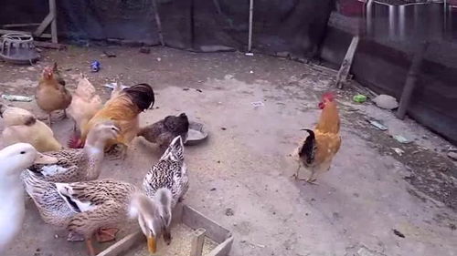 冬季农村散养鸡高产蛋技巧：四步法轻松提高产量