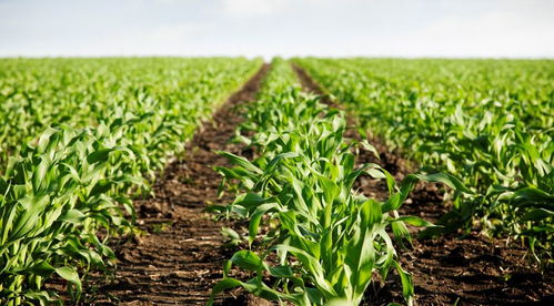 掌握哪些技巧嫩轻松突破80%？