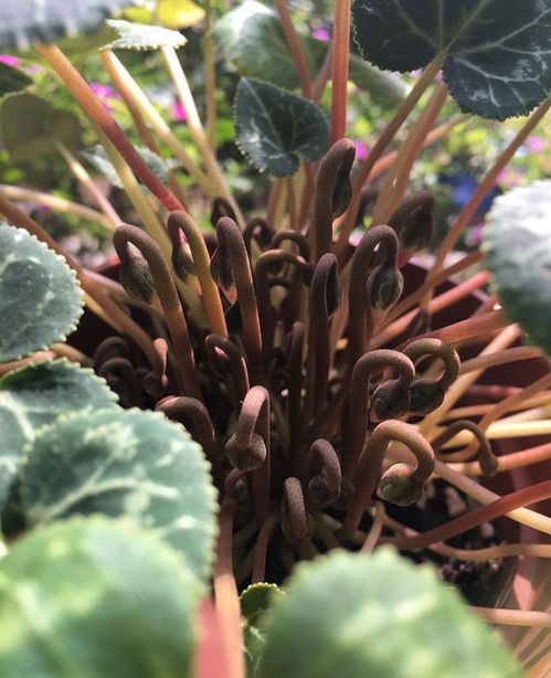 仙客来种植秘籍：种球轻松上手，一学就会！