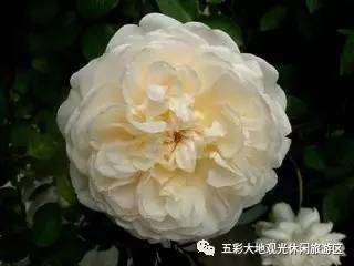 月季真的容易导致家里破财吗？