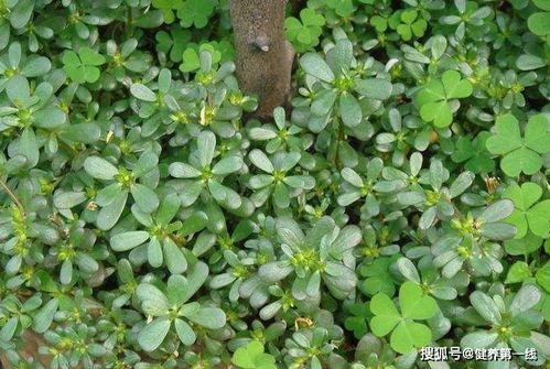 马齿苋在哪个季节播种最为适宜，能确保其生长旺盛且产量最高