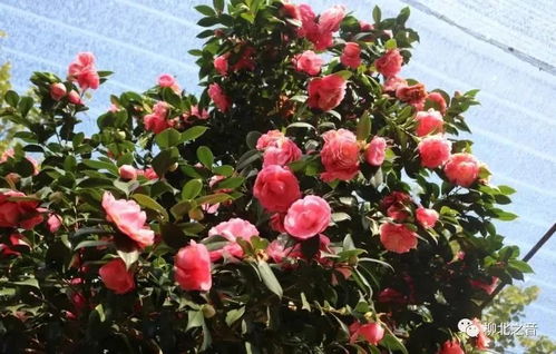 山茶花品种繁多，你知道都有哪些吗