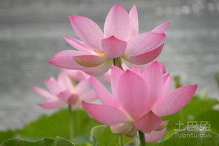 种子处理与催芽