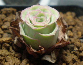 肥料的选择，学问可大了