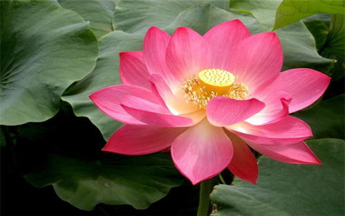 荷花：出淤泥而不染， 濯清涟而不妖