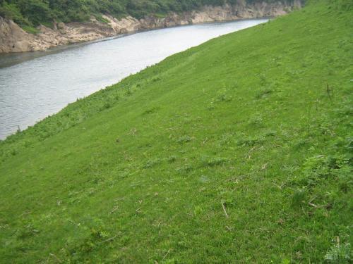 狗牙根假俭草：耐阴又耐寒的绿茵