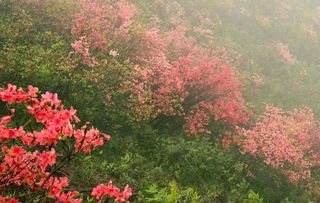 赏花胜地去哪儿？四月花开正当时