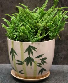 不同豆子对养花的效果