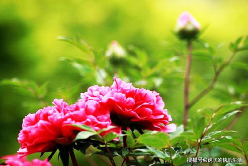 “黄金牡丹花图片哪里找？一招教你快速找到心仪的图片