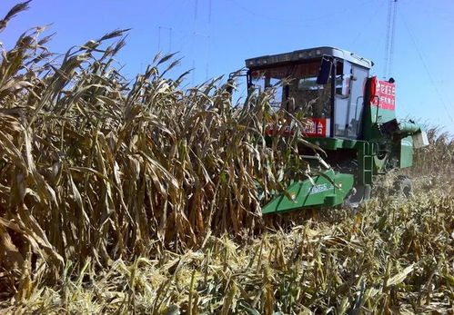 玉米秸秆还田：利弊与解决措施探讨
