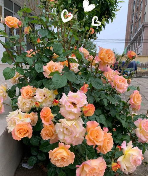 根系是啥？咋跟叶子黄了扯上关系呢？