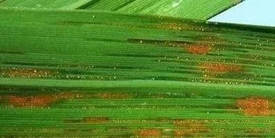 植物受细菌侵染后，常出现萎蔫、斑点、腐烂等症状