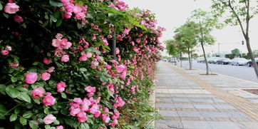 月季的多样应用，点缀生活每一角