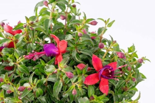 新手养花入门必备工具， 避坑指南