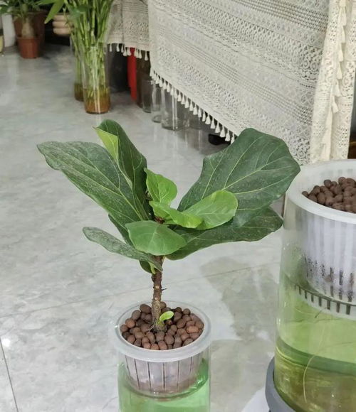 “水培碰碰香，养护简单易上手的爆款香花”