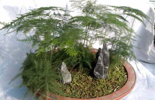 第三步：纸巾包裹， 保持湿润