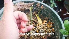 扦插，简单还是复杂？