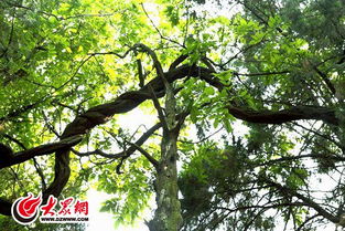 紫藤花的花语和传说中，它代表着永恒的思念