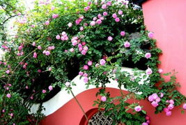 冬天的多花蔷薇：剪剪剪， 肥肥肥，开花开个不停