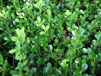 苗期肥料， 黄杨成长的营养需求