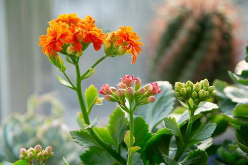 二、自制营养土的材料