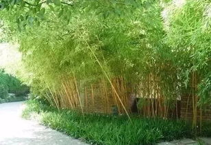 竹子种子种植指南：揭秘庭院山地种植技巧