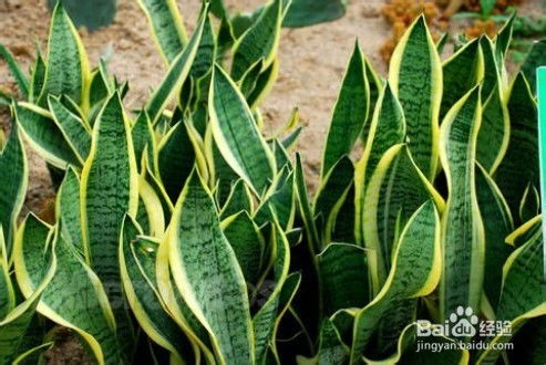 一、 常春藤：室内外皆宜的空气净化器