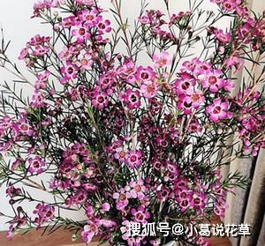 腊梅年开多茬花，年年结果香满园